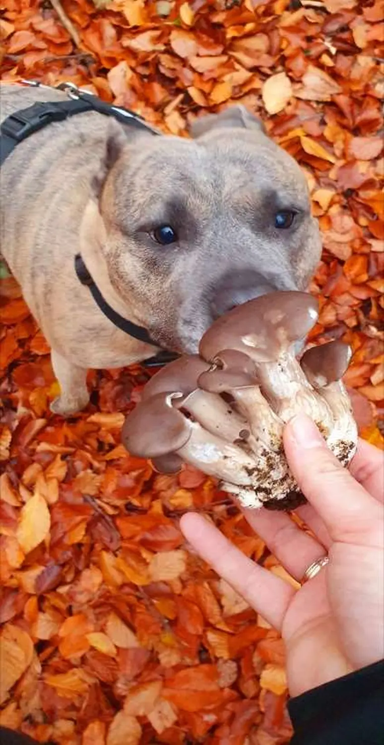  Hund von Hundeschule Ataraxia-Dogs