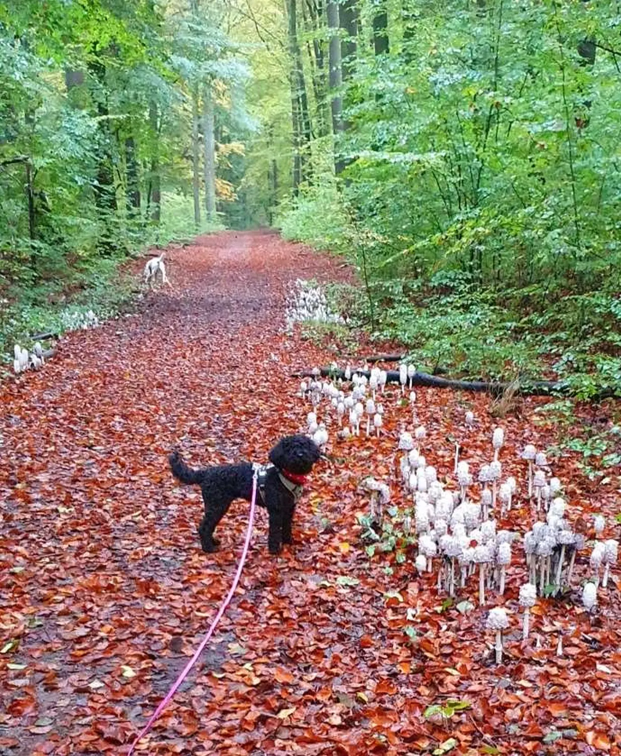  Hund von Hundeschule Ataraxia-Dogs