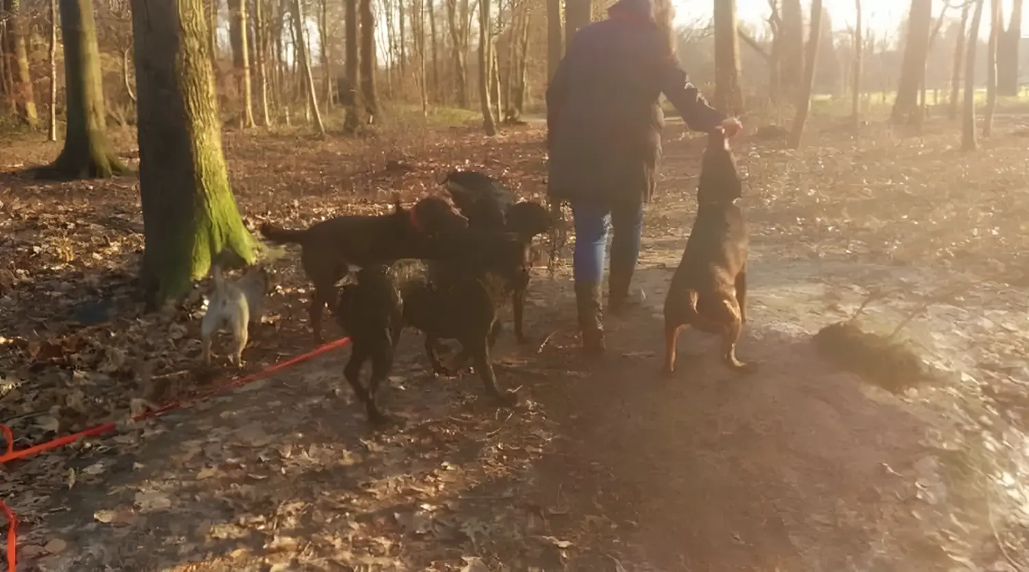  Hund von Hundeschule Ataraxia-Dogs