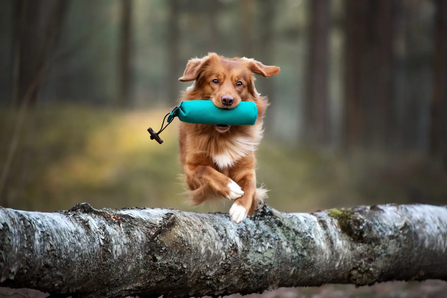 Roter Toller Retriever Hund springt mit einer Jagdpuppe im Maul über einen Baum, Jagdhundetraining