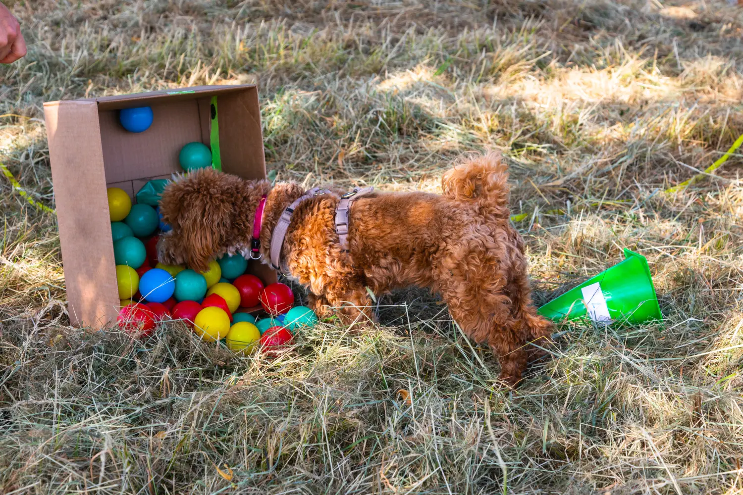 Hund in der Hundeschule auf der Suche