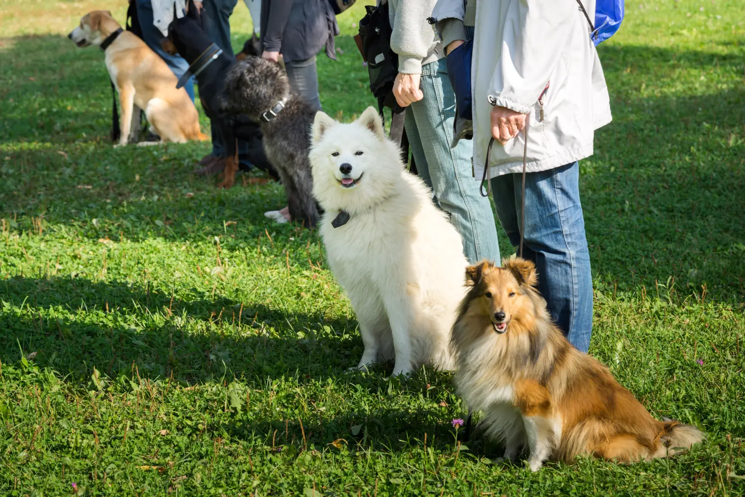 Eine Gruppe Hunde sitzt neben ihren Trainern in einer Hundeschule